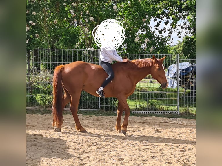 Trotteur allemand Hongre 15 Ans 165 cm Alezan in Ziethen