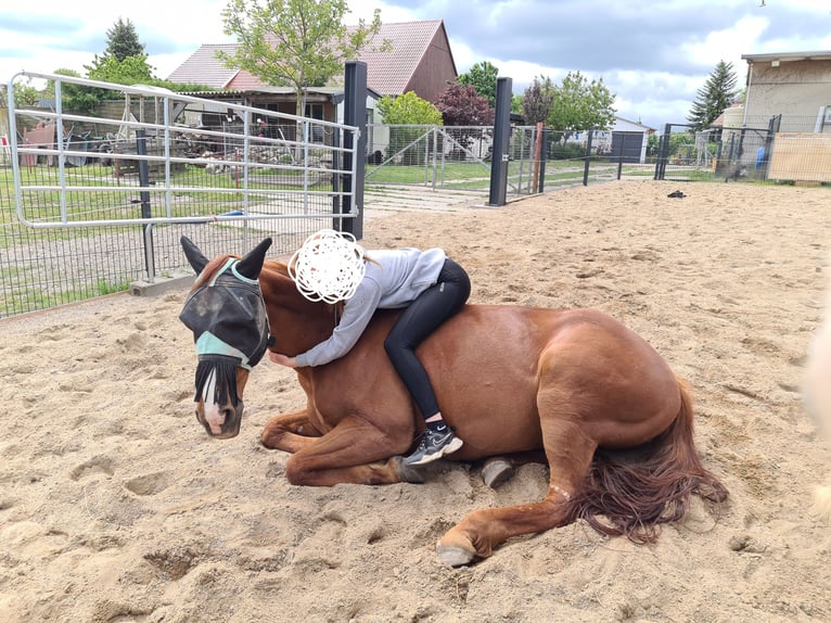 Trotteur allemand Hongre 15 Ans 165 cm Alezan in Ziethen