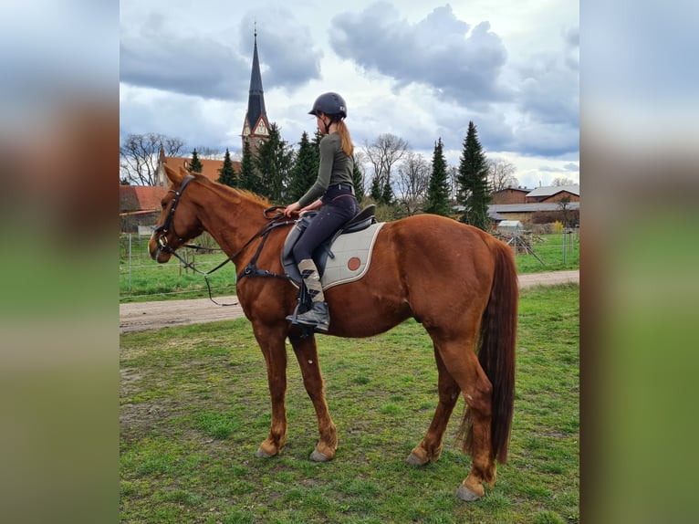 Trotteur allemand Hongre 15 Ans 165 cm Alezan in Ziethen
