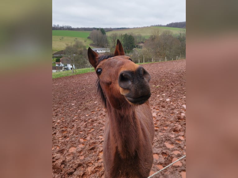 Trotteur allemand Hongre 16 Ans 155 cm Bai in Eppelborn