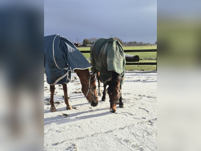 Trotteur allemand Hongre 17 Ans 160 cm Bai in Obdam