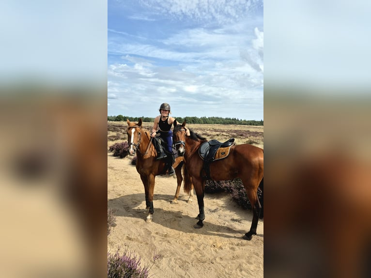 Trotteur allemand Hongre 17 Ans 160 cm Bai in Obdam