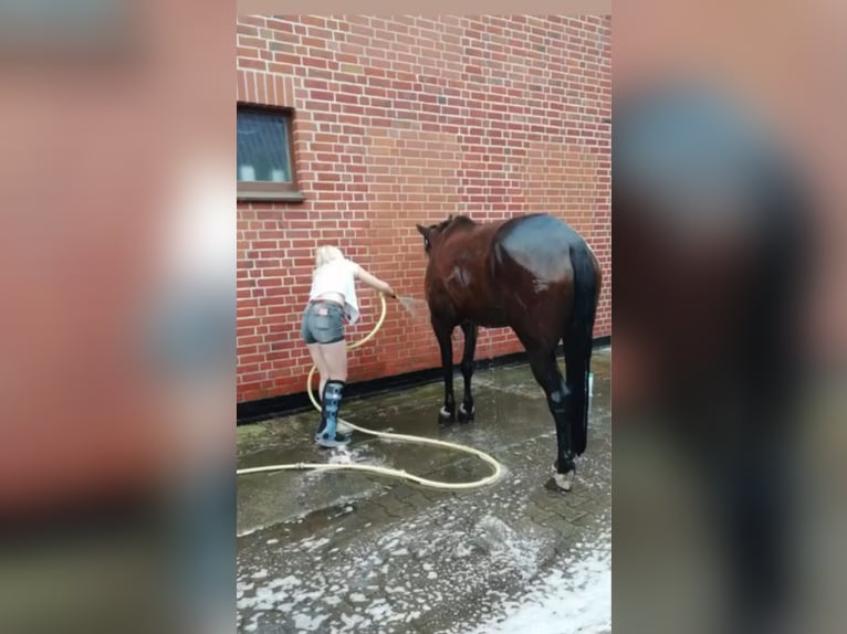 Trotteur allemand Hongre 17 Ans 165 cm Bai in Marschacht