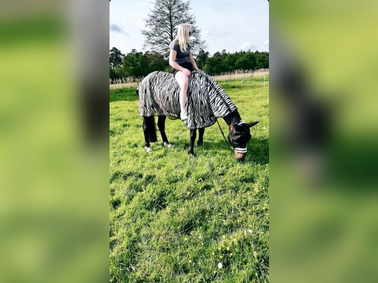 Trotteur allemand Hongre 17 Ans 165 cm Bai in Marschacht