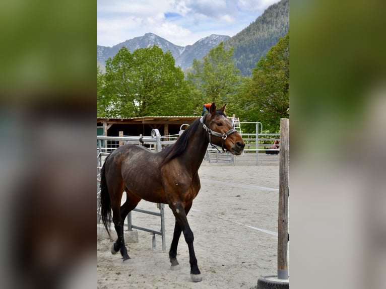 Trotteur allemand Hongre 18 Ans 155 cm Bai in Unterletzen