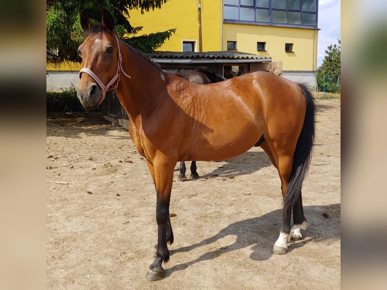 Trotteur allemand Hongre 18 Ans 158 cm Bai in Leisnig Trotteur allemand Hongre 18 Ans 158 cm Bai in Leisnig