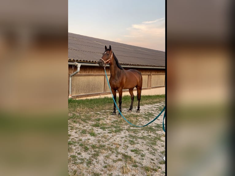 Trotteur allemand Hongre 18 Ans 162 cm Bai in Steubach