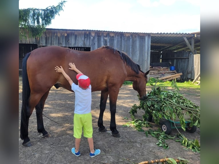 Trotteur allemand Hongre 19 Ans 157 cm Bai in Joachimsthal
