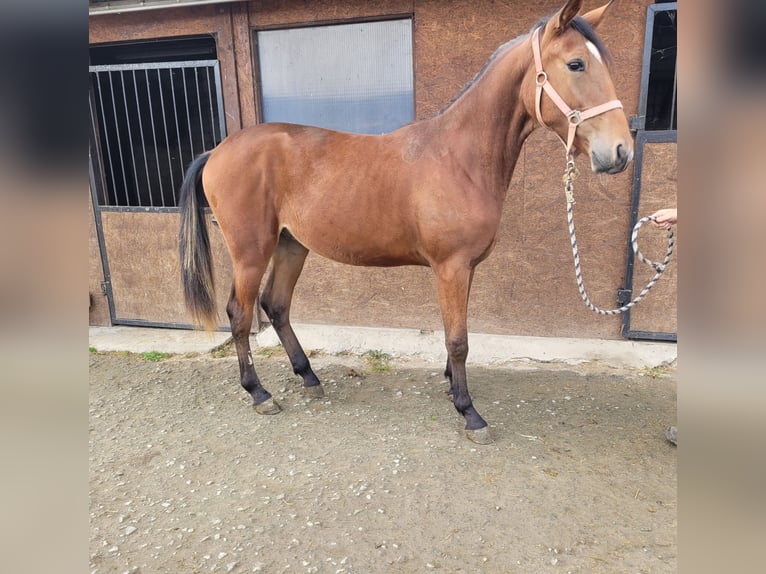 Trotteur allemand Hongre 1 Année 162 cm Bai in Korschenbroich