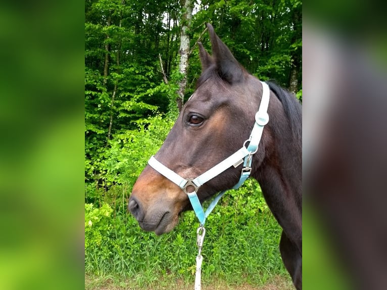 Trotteur allemand Hongre 27 Ans 155 cm Bai brun in Glonn