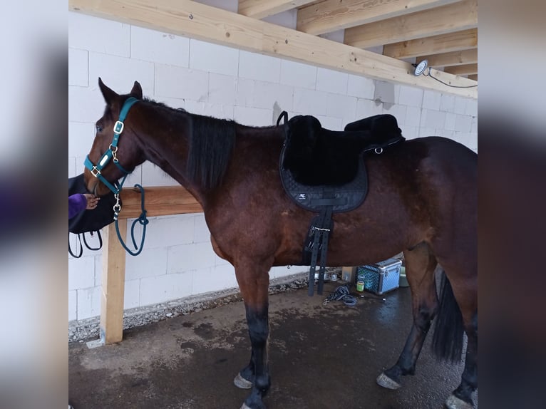 Trotteur allemand Hongre 4 Ans 158 cm Bai in Feuchtwangen