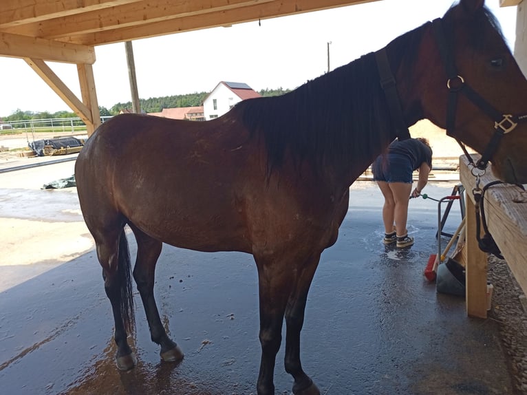 Trotteur allemand Hongre 4 Ans 158 cm Bai in Feuchtwangen