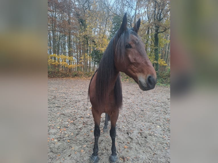 Trotteur allemand Hongre 4 Ans 164 cm Bai in Enger