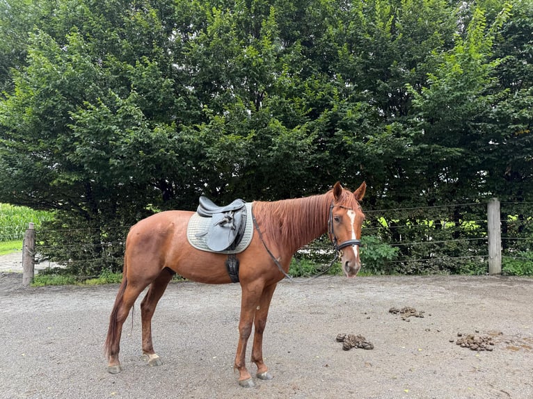 Trotteur allemand Hongre 4 Ans 165 cm Alezan in Kolsass