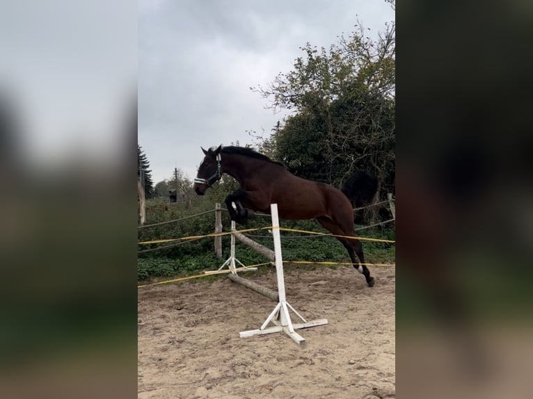 Trotteur allemand Hongre 4 Ans Bai in Rosenau