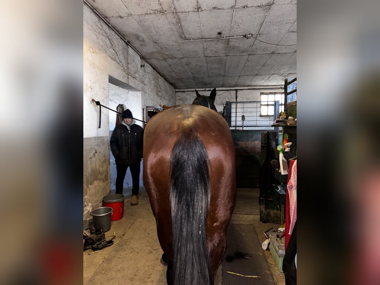 Trotteur allemand Croisé Hongre 4 Ans Bai in Bierbaum