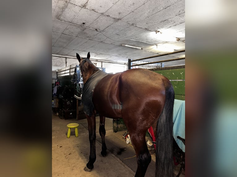 Trotteur allemand Croisé Hongre 4 Ans Bai in Bierbaum