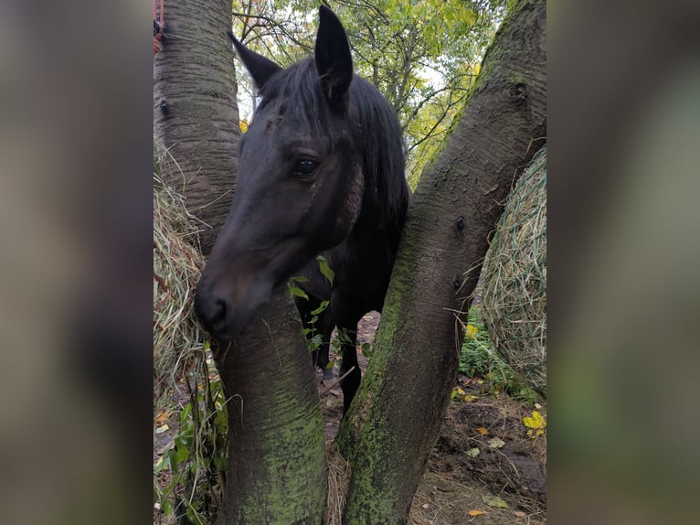 Trotteur allemand Hongre 5 Ans 150 cm Noir in Ahlsdorf