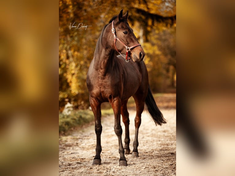 Trotteur allemand Hongre 5 Ans 152 cm Bai in Baierbach