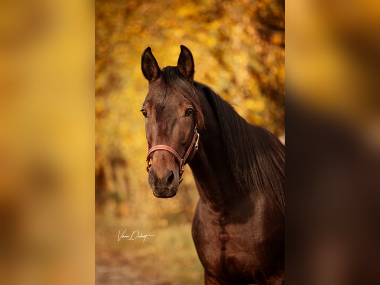 Trotteur allemand Hongre 5 Ans 152 cm Bai in Baierbach