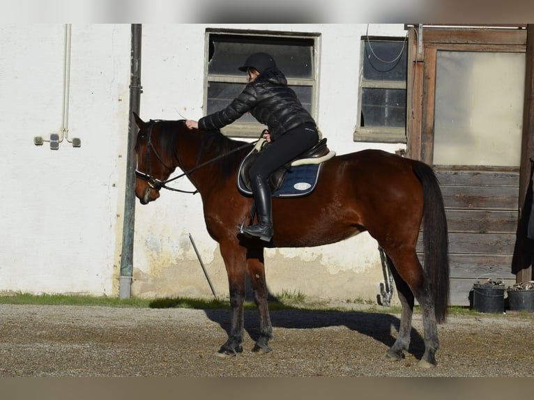 Trotteur allemand Hongre 5 Ans 156 cm Bai in Sauerlach