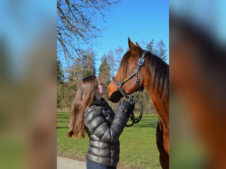 Trotteur allemand Hongre 5 Ans 156 cm Bai in Sauerlach