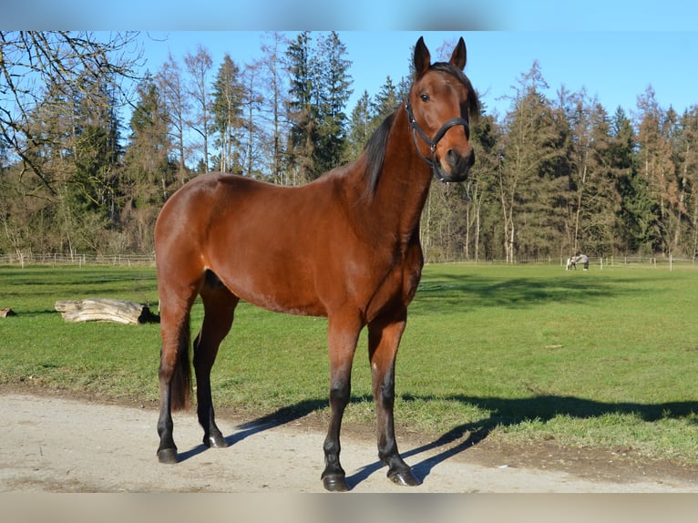 Trotteur allemand Hongre 5 Ans 156 cm Bai in Sauerlach