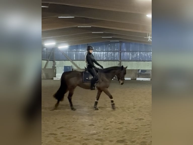Trotteur allemand Hongre 5 Ans 158 cm Bai in Elmenhorst