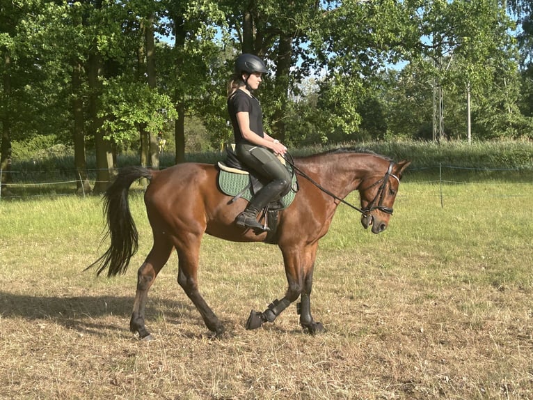 Trotteur allemand Hongre 5 Ans 160 cm Alezan brûlé in Schwielowsee