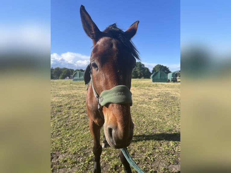 Trotteur allemand Hongre 5 Ans 160 cm Alezan brûlé in Schwielowsee