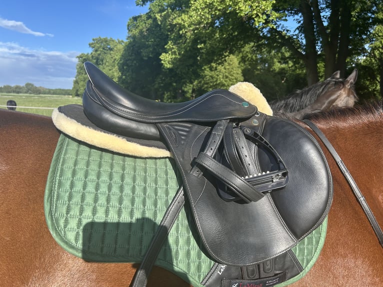 Trotteur allemand Hongre 5 Ans 160 cm Alezan brûlé in Schwielowsee