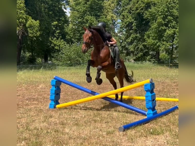 Trotteur allemand Hongre 5 Ans 160 cm Alezan brûlé in Schwielowsee