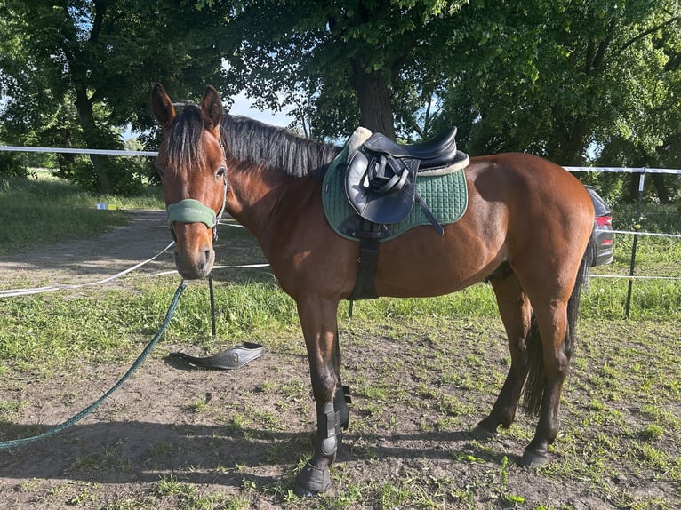 Trotteur allemand Hongre 5 Ans 160 cm Alezan brûlé in Schwielowsee