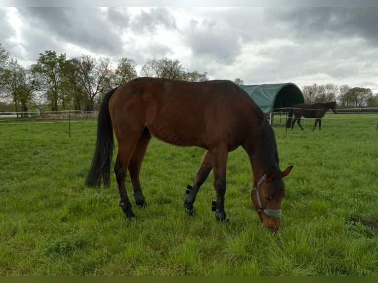 Trotteur allemand Hongre 5 Ans 160 cm Alezan brûlé in SchwielowseeSchwielowsee