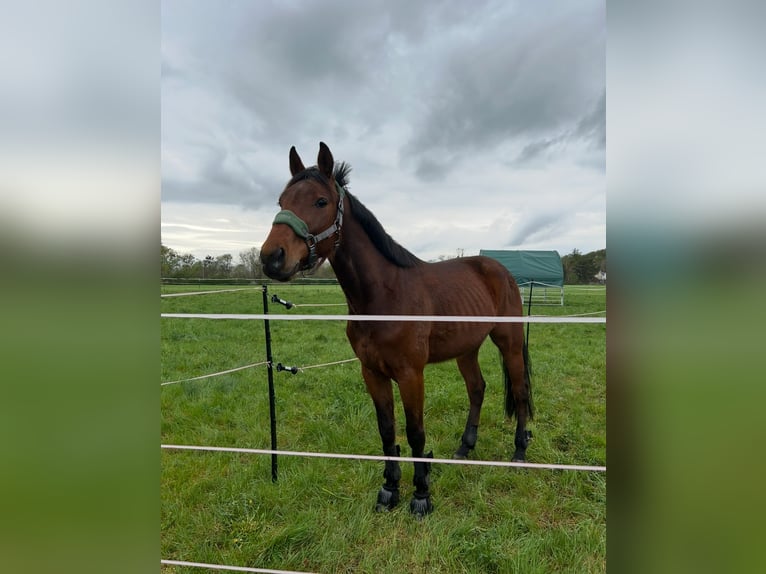 Trotteur allemand Hongre 5 Ans 160 cm Alezan brûlé in SchwielowseeSchwielowsee