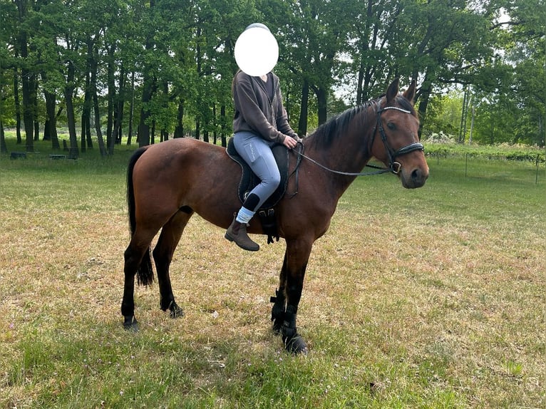 Trotteur allemand Hongre 5 Ans 160 cm Alezan brûlé in SchwielowseeSchwielowsee