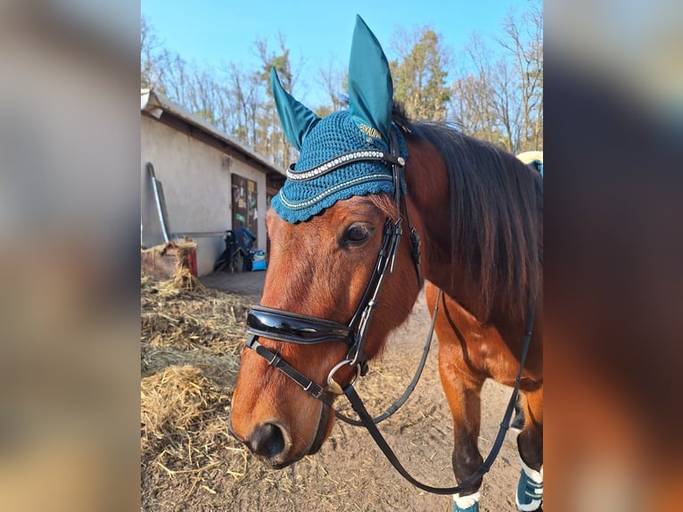 Trotteur allemand Hongre 5 Ans 160 cm Alezan brûlé in SchwielowseeSchwielowsee