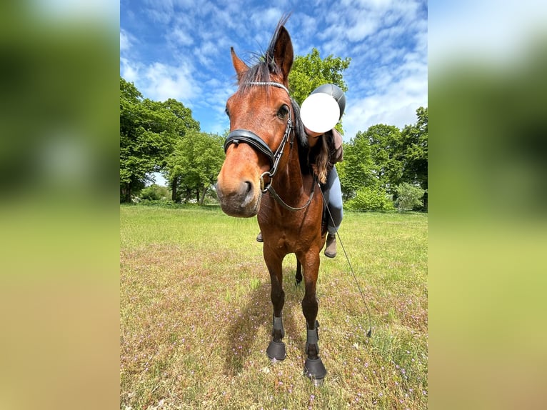 Trotteur allemand Hongre 5 Ans 160 cm Alezan brûlé in SchwielowseeSchwielowsee