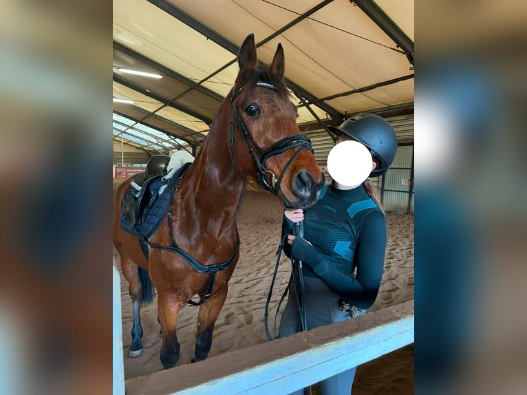 Trotteur allemand Hongre 5 Ans 160 cm Alezan brûlé in SchwielowseeSchwielowsee