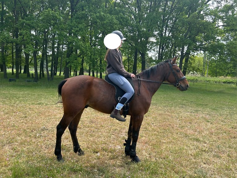 Trotteur allemand Hongre 5 Ans 160 cm Alezan brûlé in SchwielowseeSchwielowsee