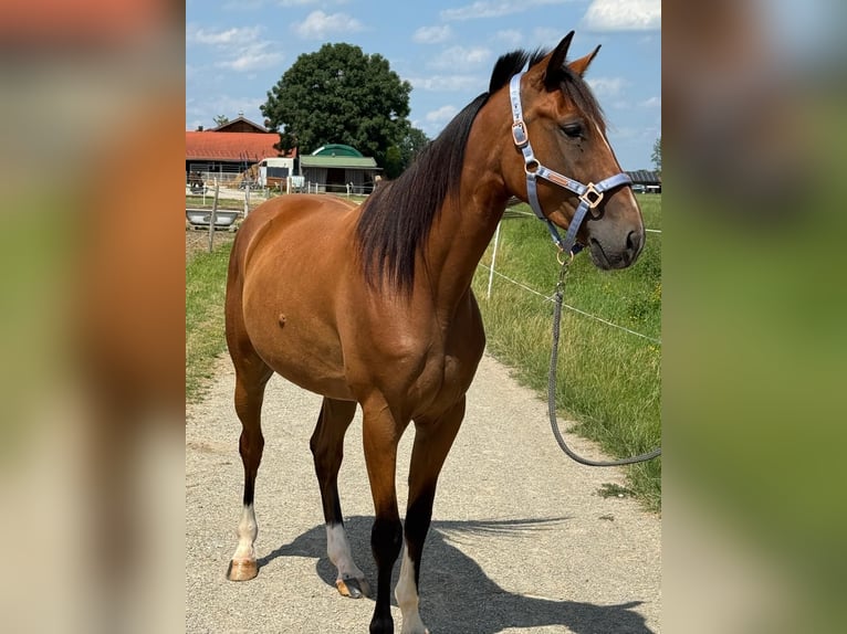 Trotteur allemand Hongre 5 Ans 160 cm Alezan in Bruckmühl