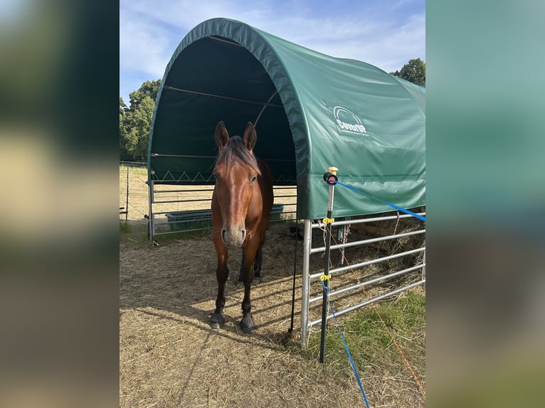 Trotteur allemand Hongre 5 Ans 160 cm Bai brun in Potsdam