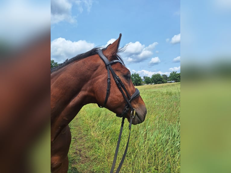 Trotteur allemand Hongre 5 Ans 160 cm Bai brun in Potsdam