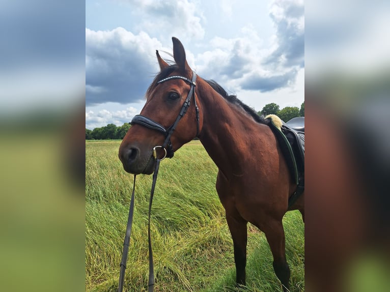 Trotteur allemand Hongre 5 Ans 160 cm Bai brun in Potsdam