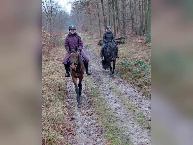 Trotteur allemand Hongre 5 Ans 160 cm Bai brun in Potsdam