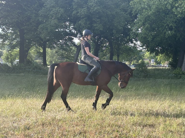 Trotteur allemand Hongre 5 Ans 160 cm Bai brun in Potsdam