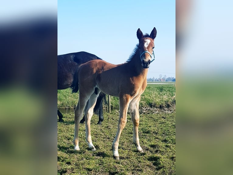 Trotteur allemand Hongre 5 Ans 164 cm Bai in Tolkamer