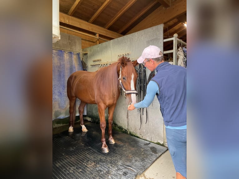 Trotteur allemand Hongre 5 Ans 165 cm Alezan in Bruckm&#xFC;hl
