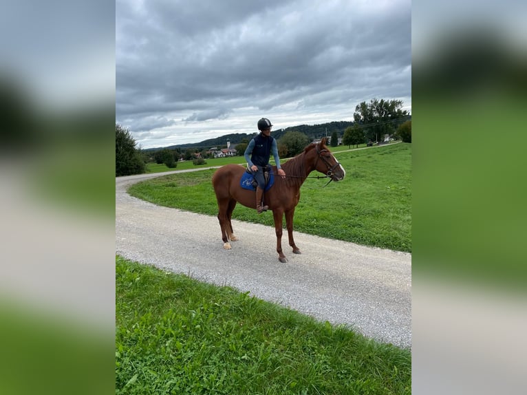 Trotteur allemand Hongre 5 Ans 165 cm Alezan in Bruckm&#xFC;hl