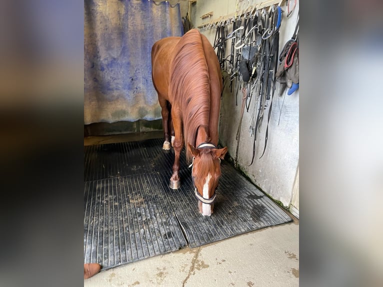 Trotteur allemand Hongre 5 Ans 165 cm Alezan in Bruckm&#xFC;hl